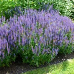 salvia-sylvestris-blue-hill-1