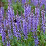 salvia-sylvestris-blue-hill-2