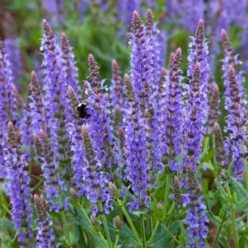 salvia-sylvestris-blue-hill-2