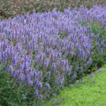 salvia-sylvestris-blue-hill-3