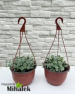 sedum-october-daphne-sadnice