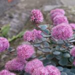 sedum-sieboldii-october-daphne-2