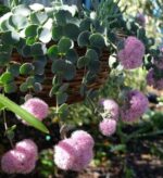 sedum-sieboldii-october-daphne-3