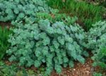 sedum-sieboldii-october-daphne-4