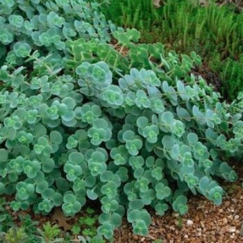 sedum-sieboldii-october-daphne-4