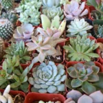 sukulenti-mix-1