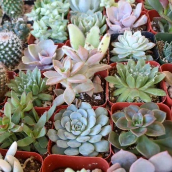 sukulenti-mix-1