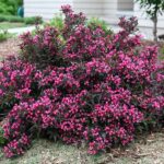 vajgela-florida-minor-black-1