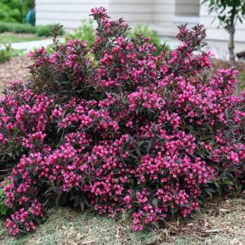 vajgela-florida-minor-black-1