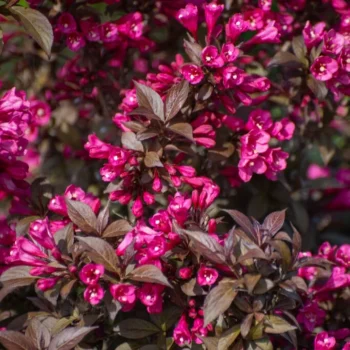 vajgela-florida-minor-black-2