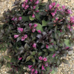 vajgela-florida-minor-black-4