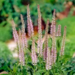 veronica-virginicum-pink-glow-1