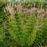 veronica-virginicum-pink-glow-2