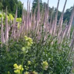 veronica-virginicum-pink-glow-3