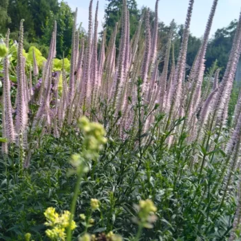 veronica-virginicum-pink-glow-3