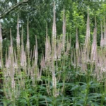 veronica-virginicum-pink-glow-4