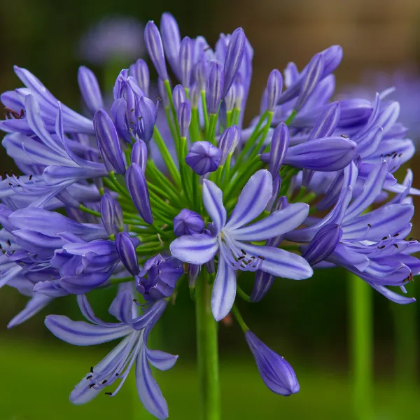 Agapanthus-Monique-1 Agapanthus-Monique-1