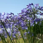 Agapanthus-Monique-2