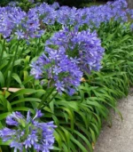 Agapanthus-Monique-3