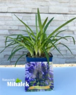 Agapanthus-Monique-sadnica