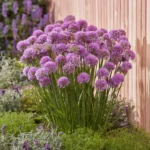 Allium-Serendipity-1