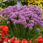 Allium-Serendipity-2