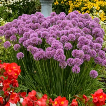 Allium-Serendipity-2