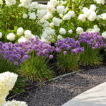 Allium-Serendipity-3