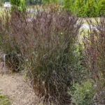 Andropogon-gerardii-Blackhawks-2
