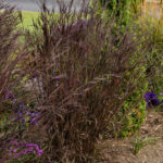 Andropogon-gerardii-Blackhawks-3