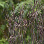 Andropogon-gerardii-Blackhawks-4