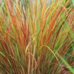 Anemanthele-lessoniana-Sirocco-3