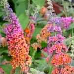 Budleja-davidii-flower-power-2