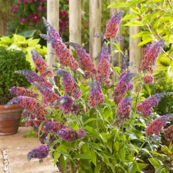 Budleja-davidii-flower-power-3