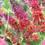 Budleja-davidii-flower-power-4