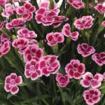 Dianthus-caryophyllus-Pink-Kisses-1