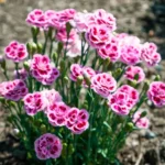 Dianthus-caryophyllus-Pink-Kisses-2