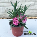 Dianthus-caryophyllus-Pink-Kisses-sadnica