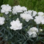 Dianthus-caryophyllus-beli-karanfil-1