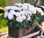 Dianthus-caryophyllus-beli-karanfil-2