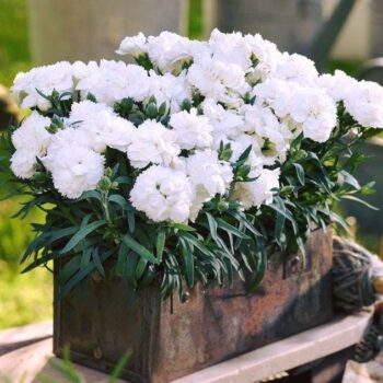 Dianthus-caryophyllus-beli-karanfil-2