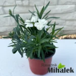 Dianthus-caryophyllus-beli-karanfil-sadnica