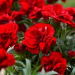 Dianthus-caryophyllus-crveni-karanfil-1