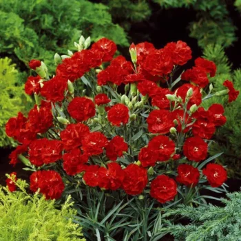 Dianthus-caryophyllus-crveni-karanfil-2