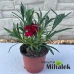 Dianthus-caryophyllus-crveni-karanfil-sadnica
