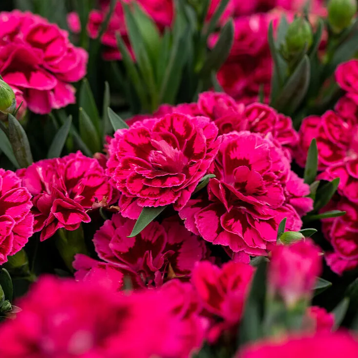 Dianthus-caryophyllus-tamno-roze-1 Dianthus-caryophyllus-tamno-roze-1