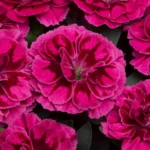Dianthus-caryophyllus-tamno-roze-2