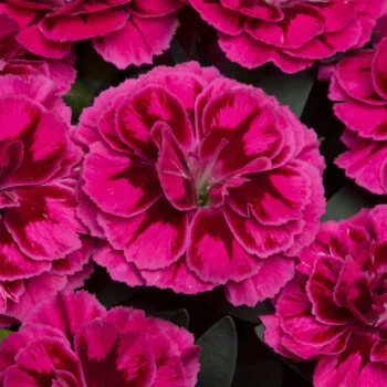 Dianthus-caryophyllus-tamno-roze-2