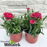Dianthus-caryophyllus-tamno-roze-sadnica