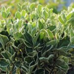Euonymus-japonicus-kathy-1